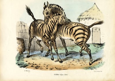 Zebra, 1863-79 da Raimundo Petraroja
